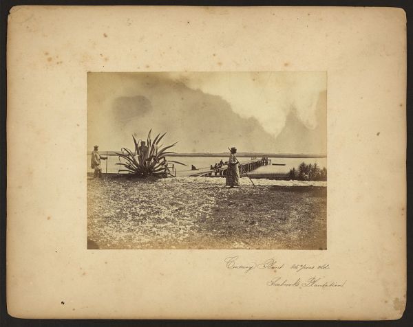 1862-Moore-CenturyPlant-Seabrook's-Cotton-11374v